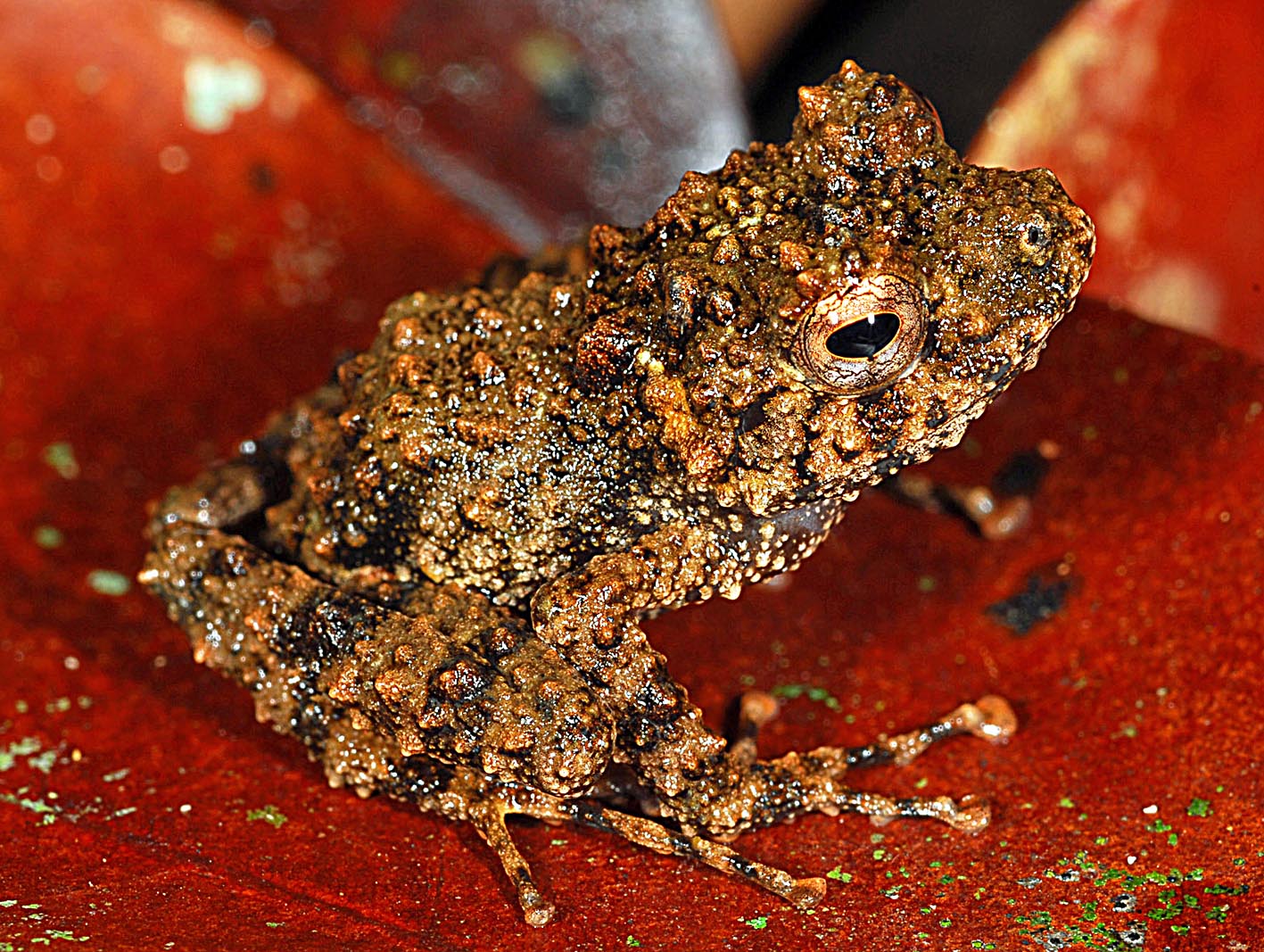 BIOPAT Patenschaften für biologische Vielfalt 319 Gephyromantis